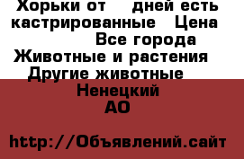   Хорьки от 35 дней есть кастрированные › Цена ­ 2 000 - Все города Животные и растения » Другие животные   . Ненецкий АО